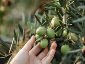Pflegeanleitung für einen Olivenbaum im Garten