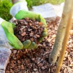 Verwendung und Vorteile von Rindenmulch im Garten